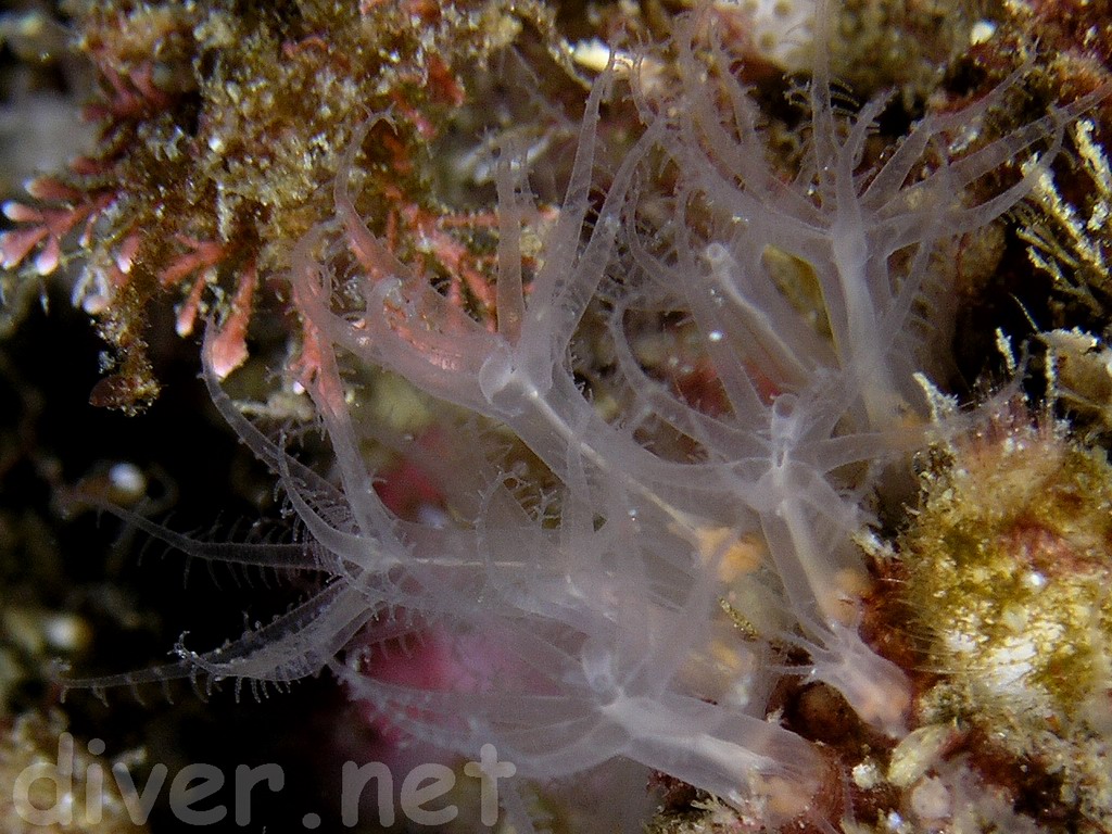 Представитель Семейства Alcyonidae